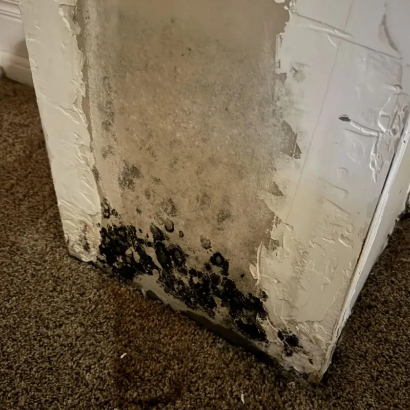 Professional Mold Removal in Mount Airy, MD